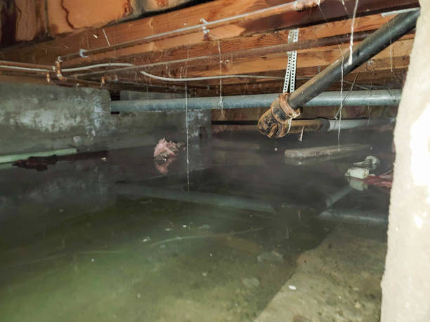 Best Water damage cleanup near me  in Onalaska, TX